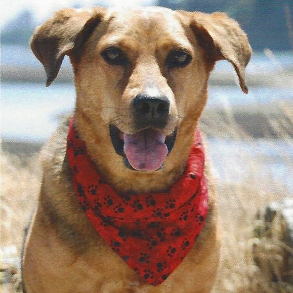 K9 Cooler Cooling Bandana