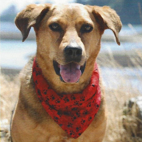 K9 Cooler Cooling Bandana